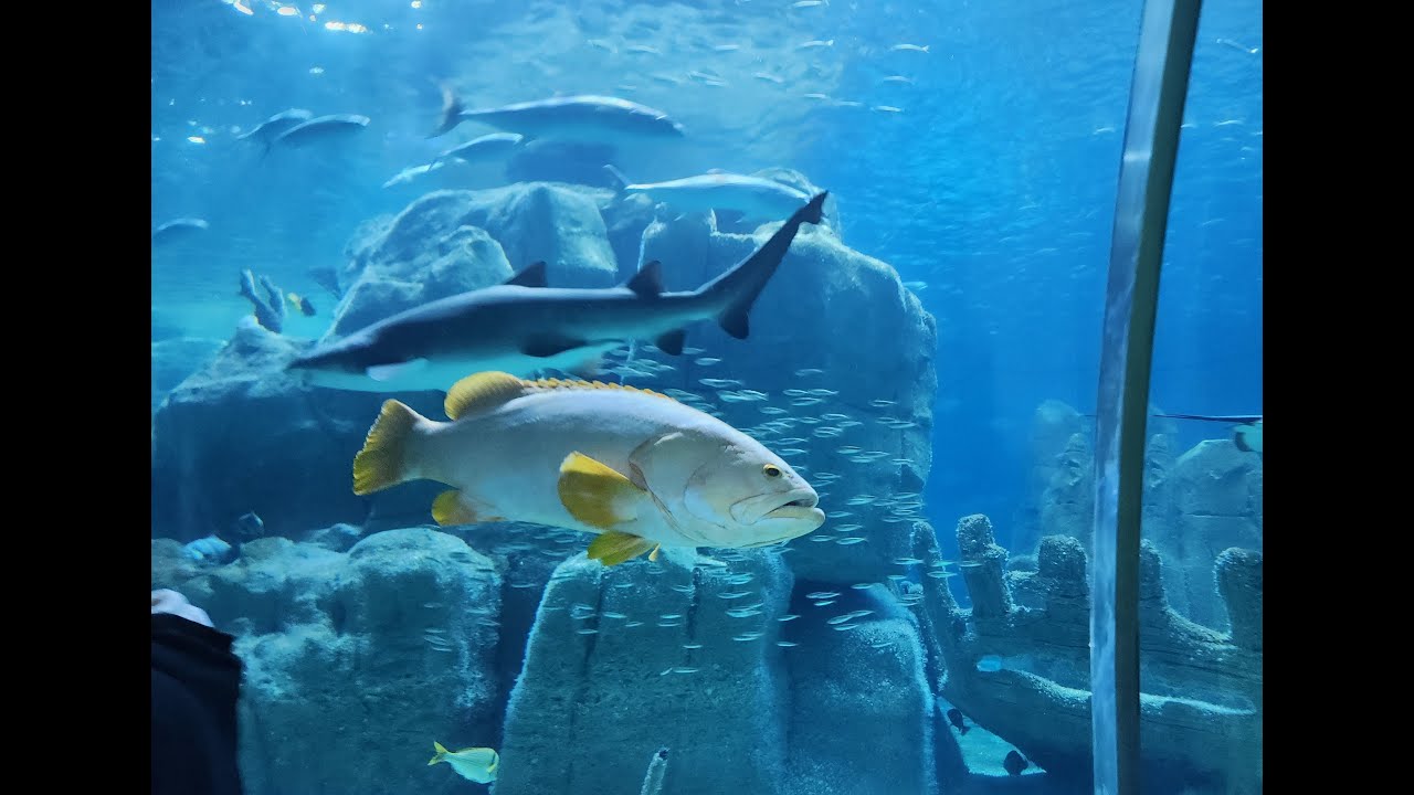 İstanbul Aqua Florya Akvaryum turu // İstanbul Akvaryum'da büyük köpek balıkları...