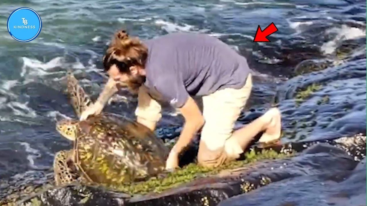 Animals That Asked People for Help & Kindness! #21| TB Kindness