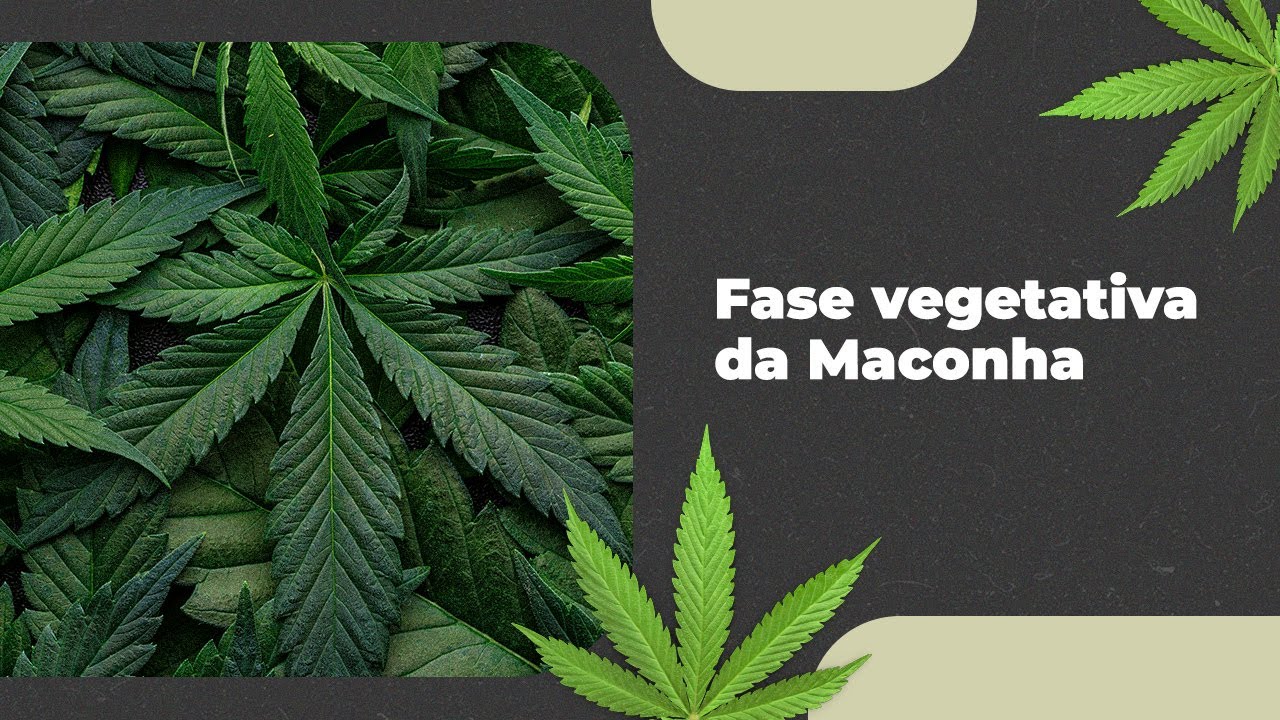 Fase vegetativa no Cultivo de Cannabis: Dicas Essenciais