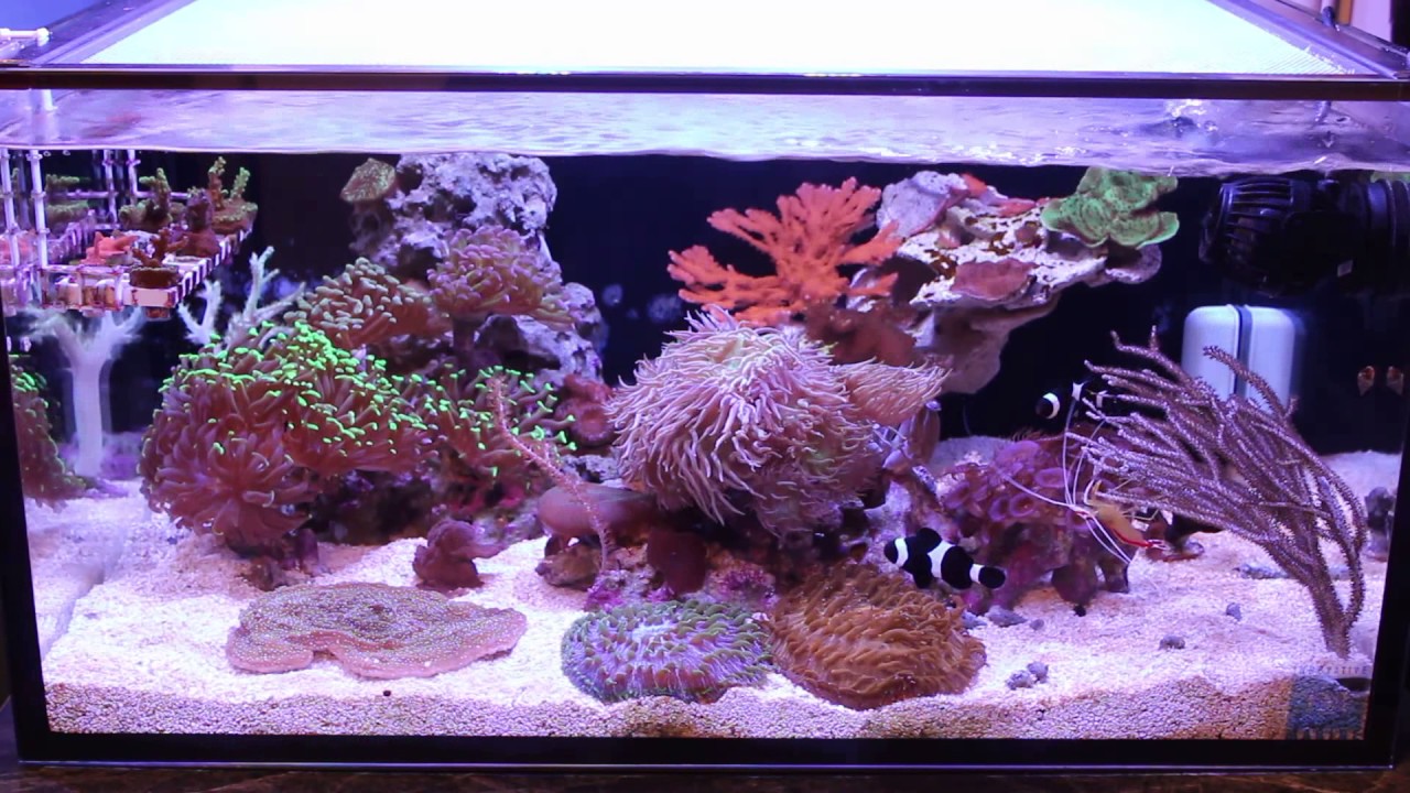 My IM 25 Lagoon Reef Tank