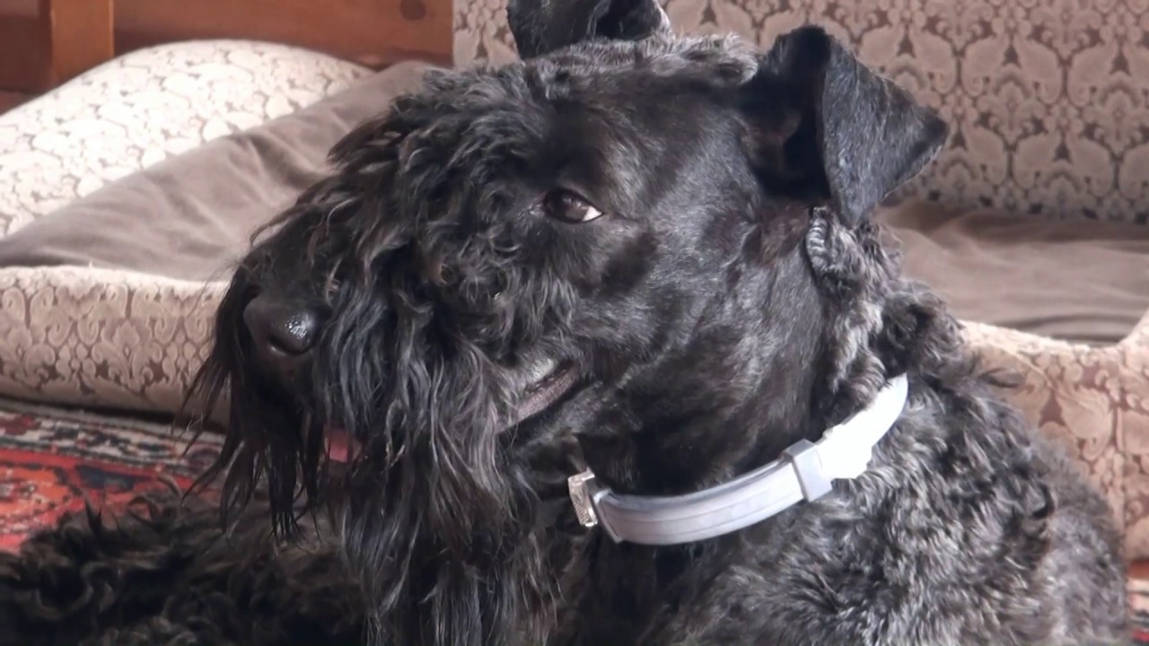 Kerry Blue Terrier(12 months): spring, country house, new haircut /Унка: весна, дача, новая стрижка