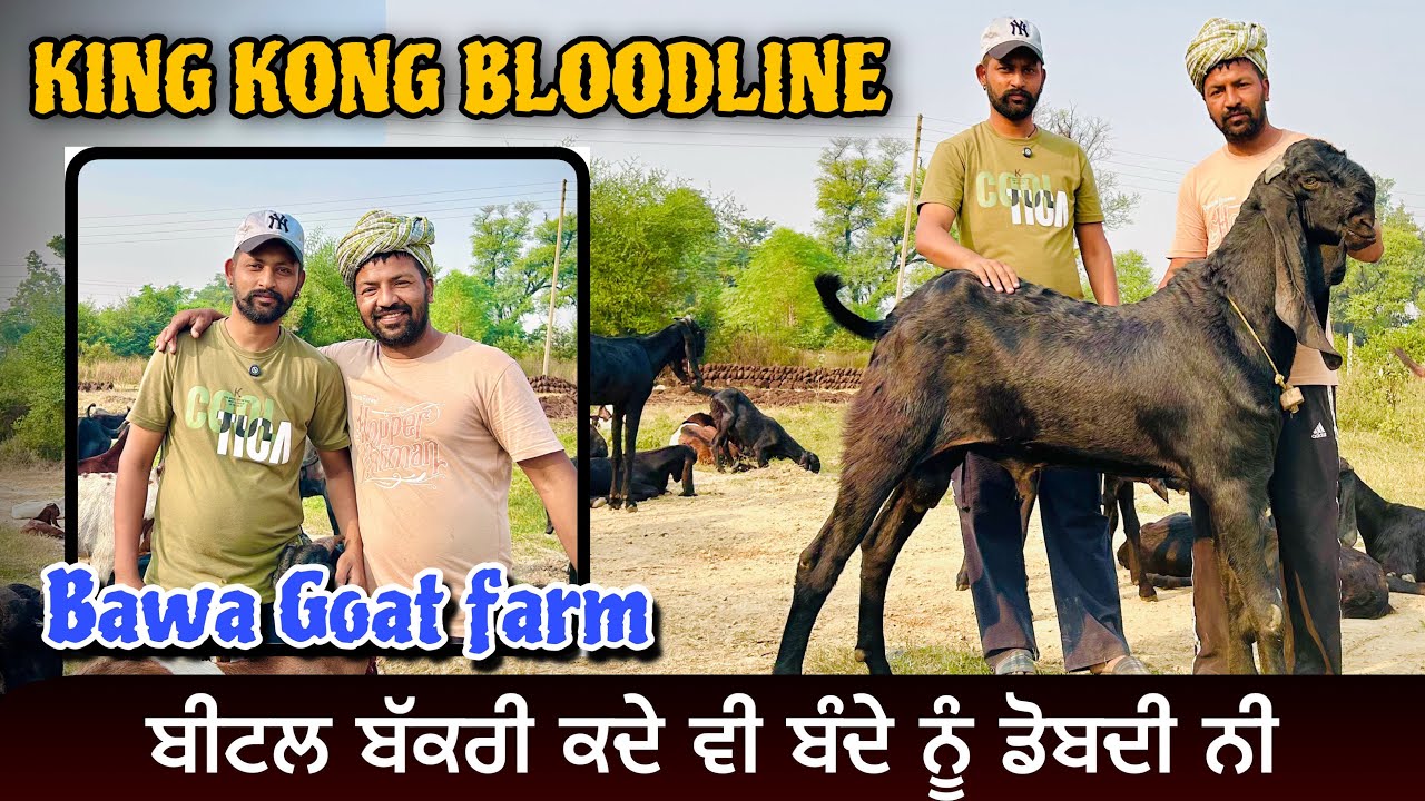 ਬਾਪੂ ਦੀ ਬਣਾਈ ਨਸਲ ਨੂੰ ਦੁਨੀਆ ਚ ਮਸ਼ਹੂਰ ਕਰਤਾ ਮੁੰਡਿਆਂ ਨੇ । BAWA GOAT FARM ਦੀ ਕਹਾਣੀ । KING KONG BLOODLINE 