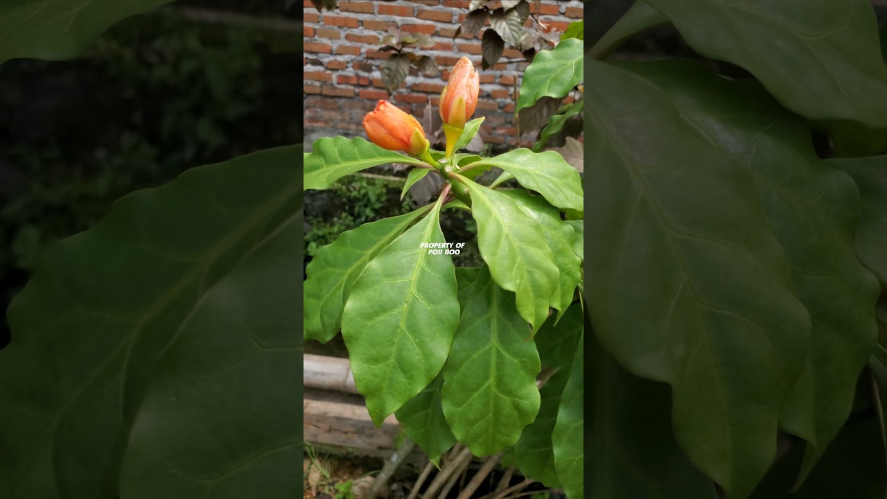DAUN TUJUH DURI ‼️ Pereskia bleo 