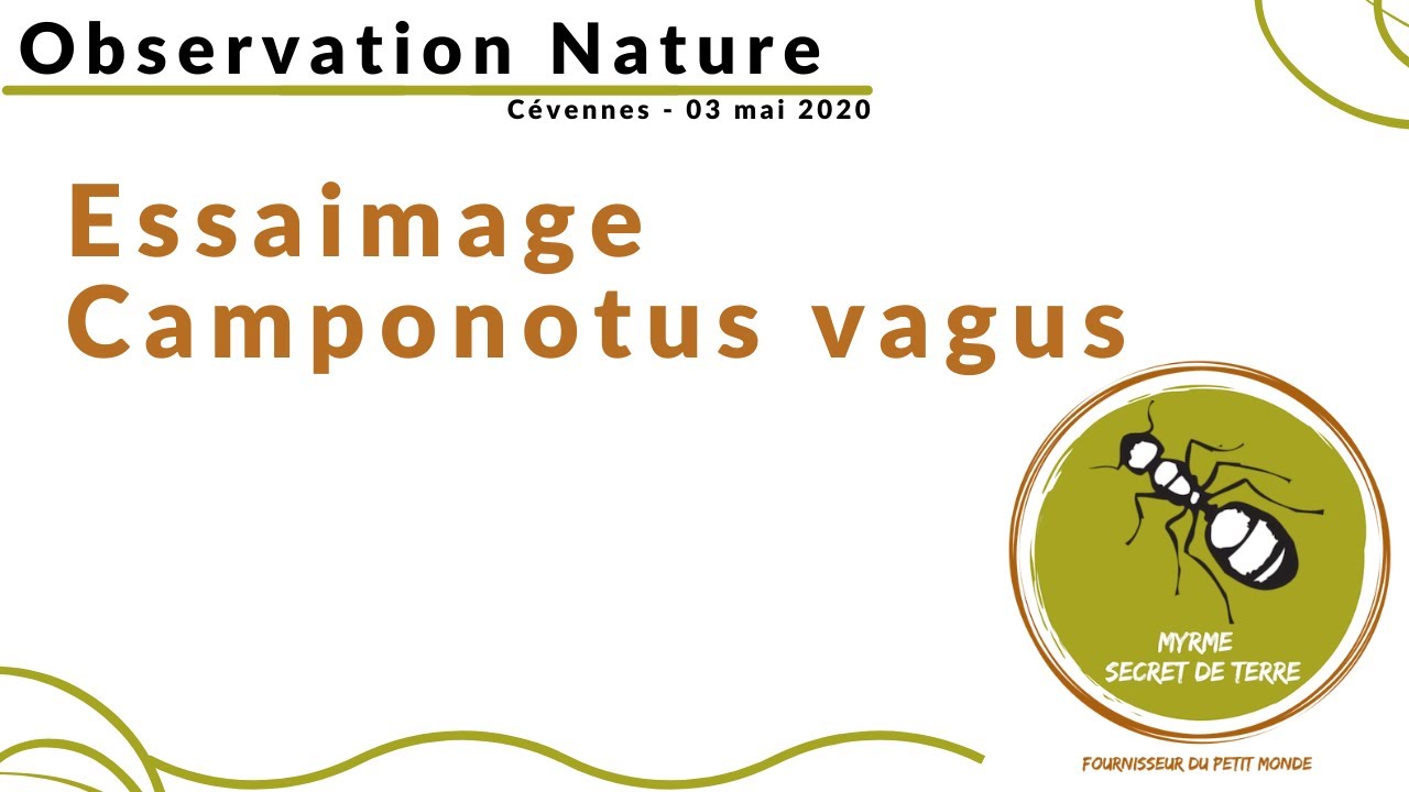 Observation nature - essaimage Camponotus vagus Avril 2020