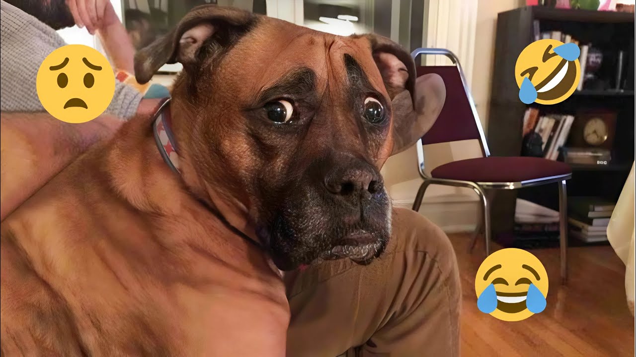 HILARIOUS DOGS Being Weird 🤪 NEW Funniest Dogs Video 2025 🐶🔥 #7