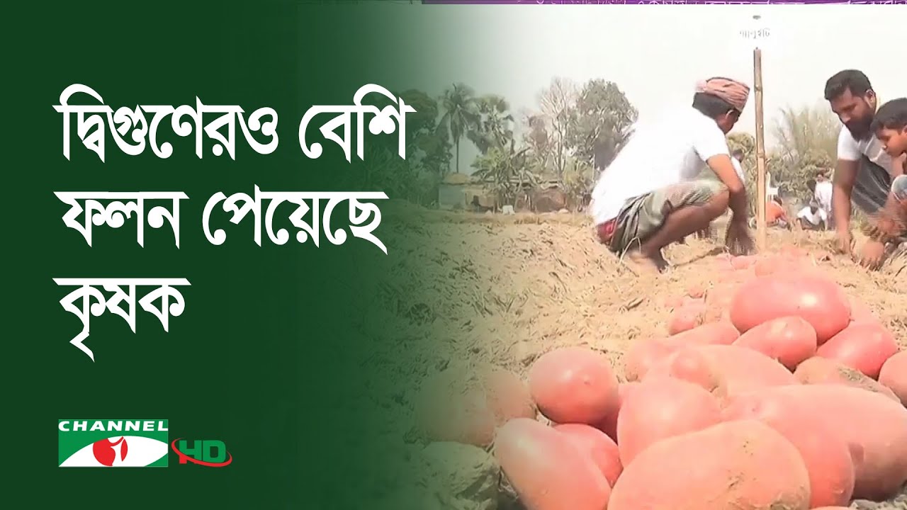 দিনাজপুরে ২০ জাতের নতুন আলু চাষ
