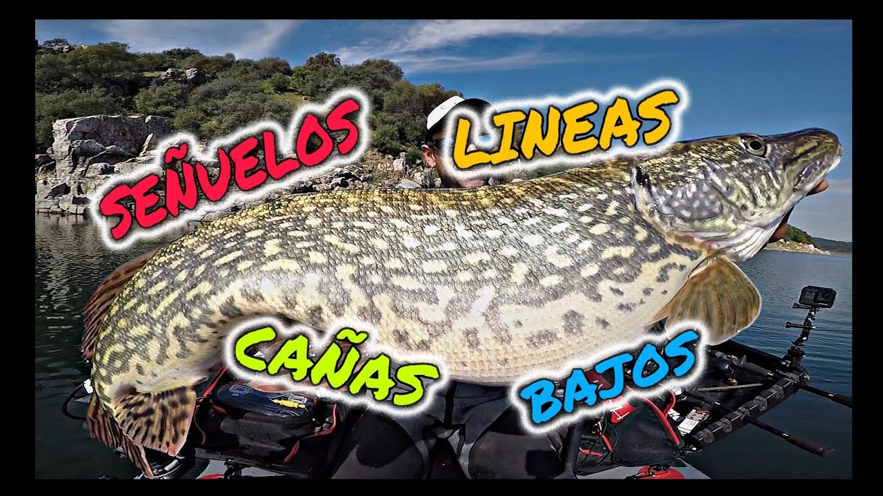 🔴CÓMO empezar a PESCAR / Pesca de LUCIOS