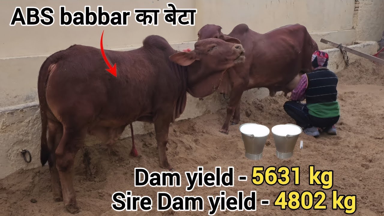 लालू नंदी | abs sahiwal bull babbar result🔥| sahiwal cow latest video | साहीवाल नस्ल