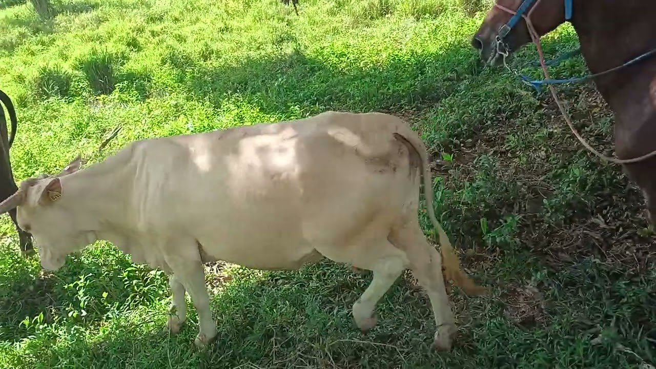 Los Caños Cria y Ordeño
