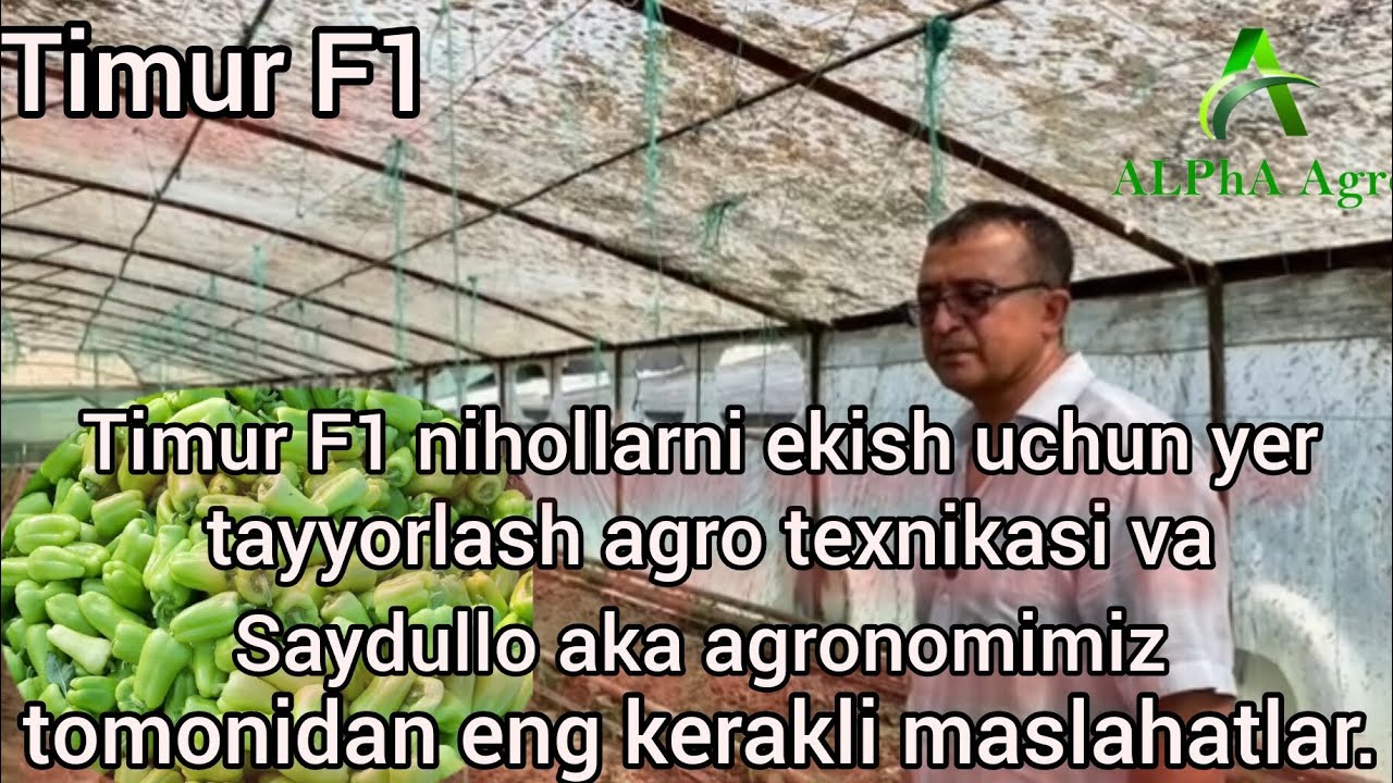 1- қисм Тимур Ф1 ниҳолларини экиш учун ер тайорлаш агро техникаси ва Сайдулла ака маслахатлари.