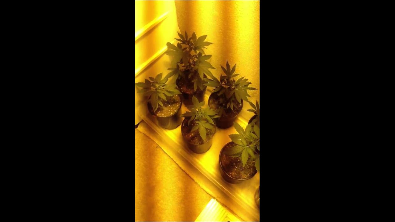400w HPS grow week#3 of veg