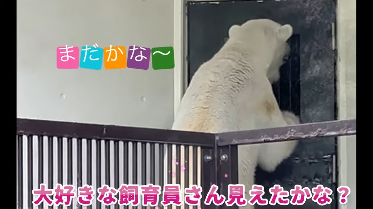 室内の戸を早く開けて欲しくて戸を覗きバタンバタンした❤️しろくまピース【とべ動物園】￼