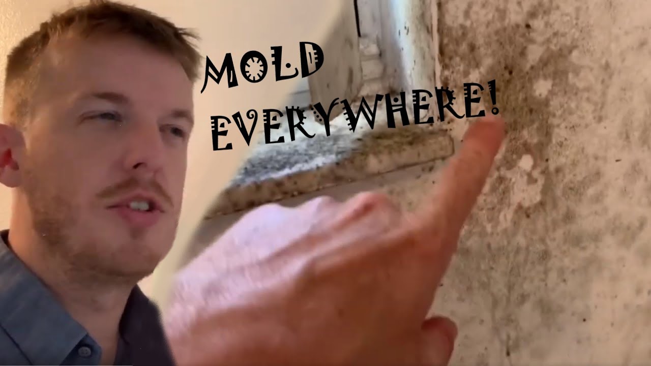 MOLD everywhere! | Advice for Landlords
