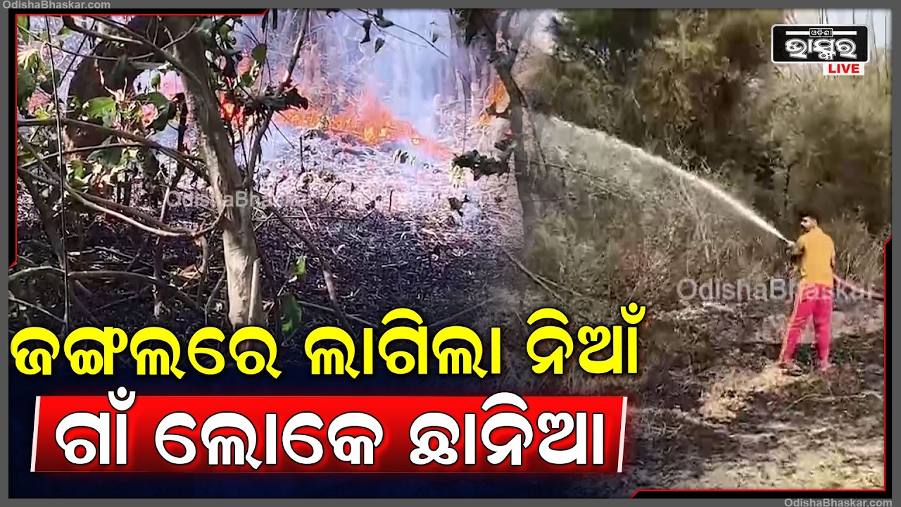ଗାଁ ପଛପଟ ଜଙ୍ଗଲରେ ହଠାତ୍ ଲାଗିଲା ନିଆଁ.... ଠୋ ଠା ଶବ୍ଦ ଶୁଣି ଧାଇଁ ଆସିଲେ ଗାଁ ଲୋକେ
