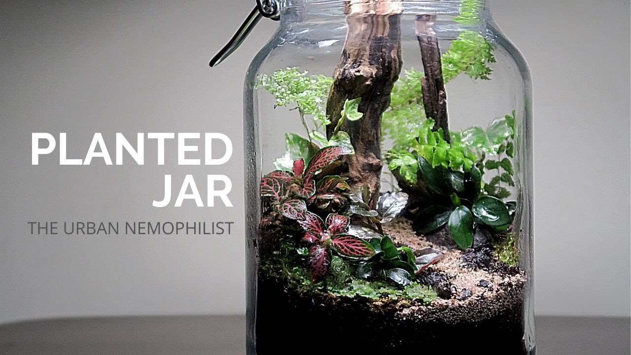 Planted Jar || How to make a nature terrarium || DIY nature terrarium built