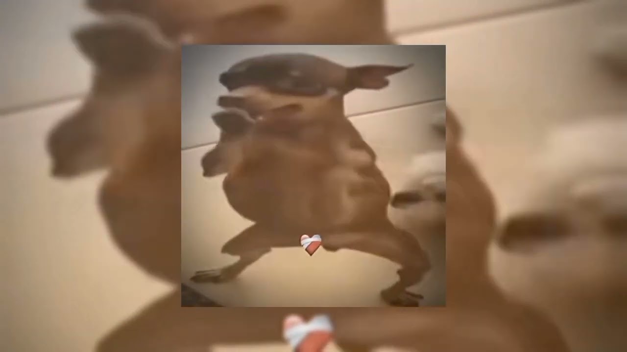CUIDADO COM A LAPADA TOMA TOMA (perro brasileño)