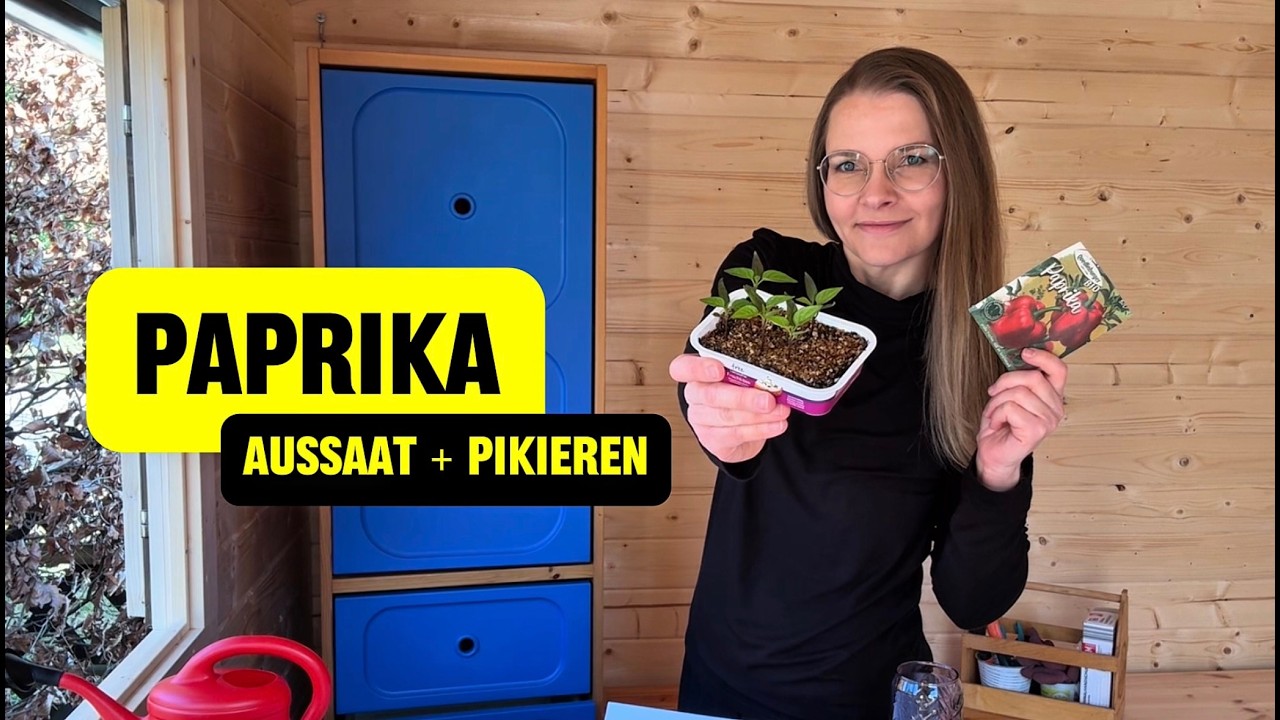 Paprika Aussaat und Pikieren