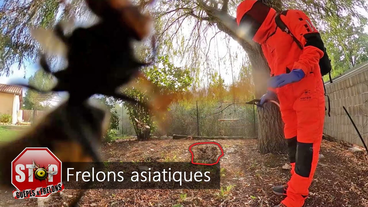 Destruction d'un nid de frelons asiatiques ayant chuté d'un arbre