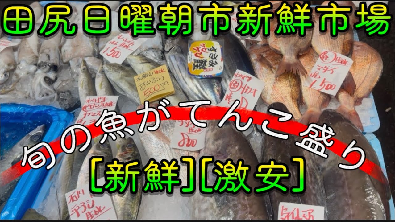 【田尻日曜朝市】旬の魚がてんこ盛り‼️激安新鮮市場