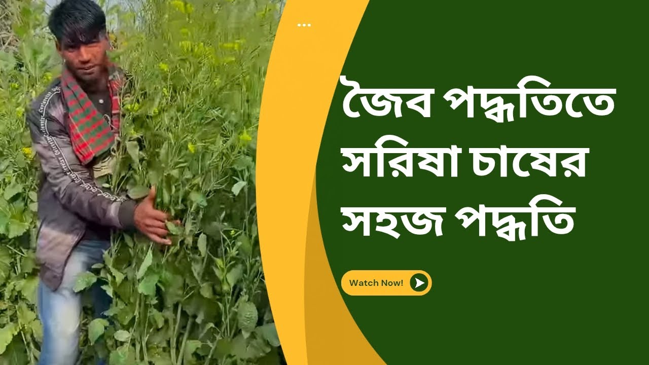 সরিষা চাষ পদ্ধতি। Mustard farming tips | #agricultire #সরিষাচাষ