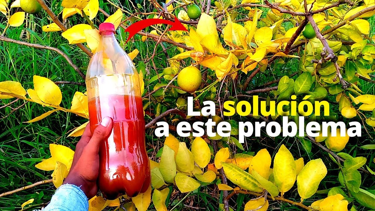 Cómo solucionar la clorosis en citricos: SOLUCIÓN a la CLOROSIS en FRUTALES CÍTRICOS