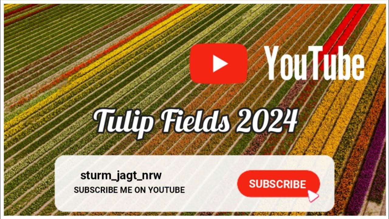 Tulips Netherlands 2024 Drone flight over tulip fields 4K Viedeo