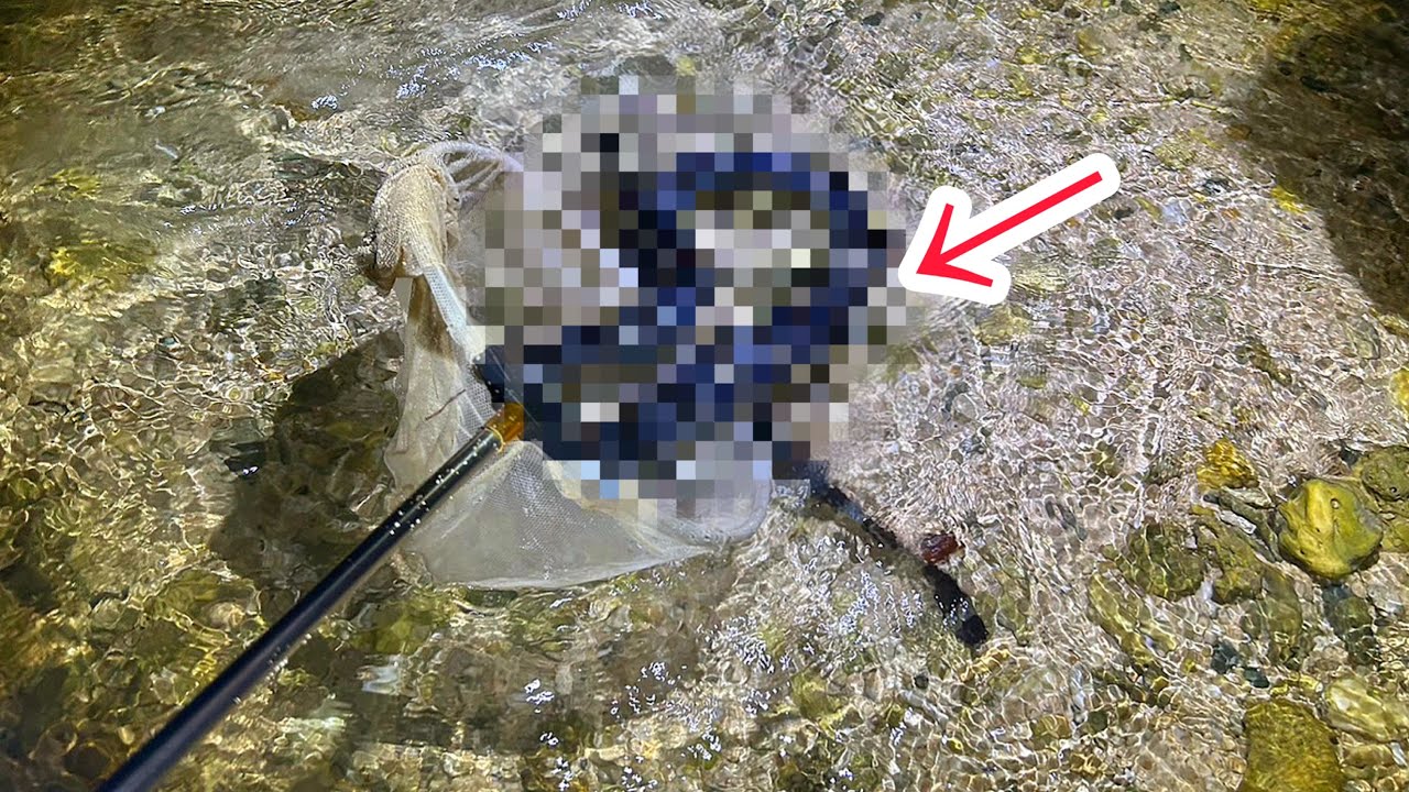 噛まれたら終わり!? 海辺で美しい超猛毒巨大生物に遭遇した！