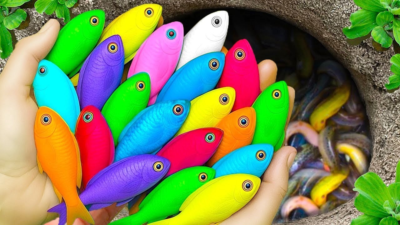 Catch beautiful aquarium fish in small pond baby turtles, eel, platy fish, pencil fish, guppies, koi