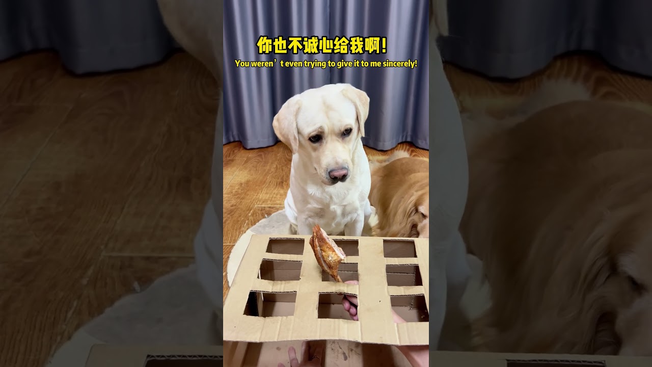 汤圆：这个家里没有我的一席之地了！Tangyuan: There is no place for me in this family!#搞笑汪驾到#萌寵#寵物#搞笑#拉布拉多 #doglover