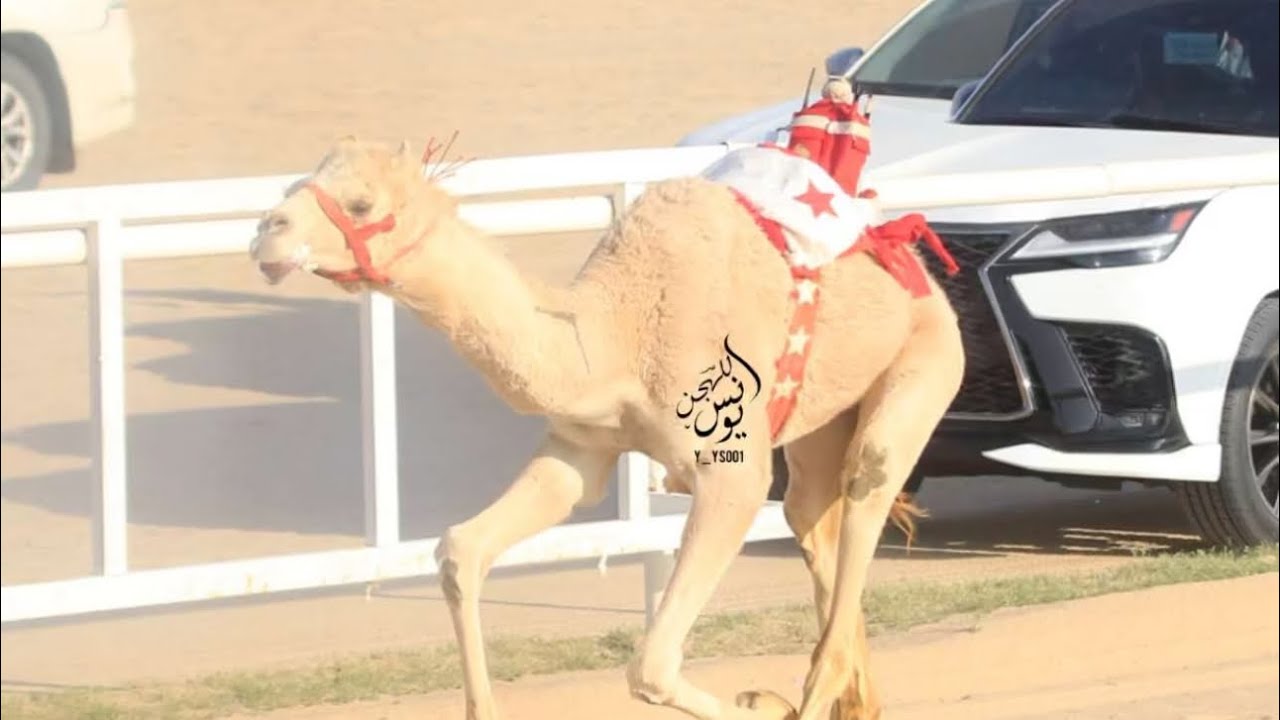 مبشره : مسلم يسلم بن الوارد الصيعري