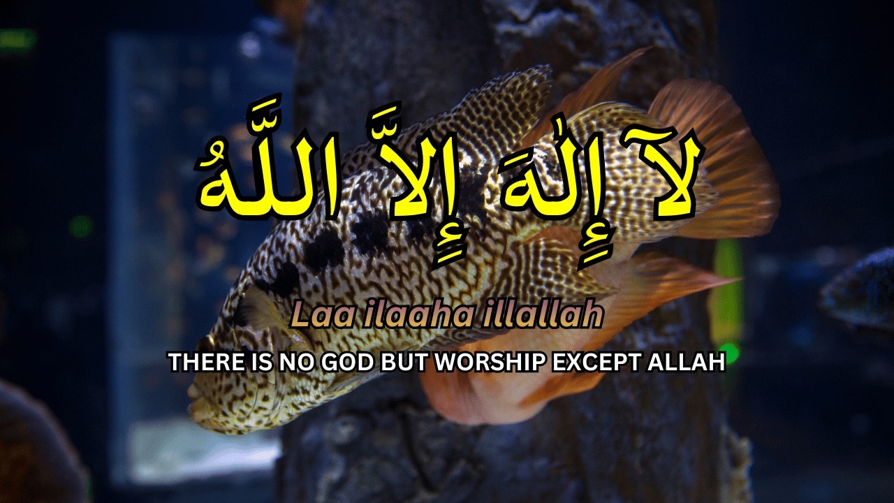 Daily Calm Dzikir LAILAHAILLALLAH for Healing Heart
