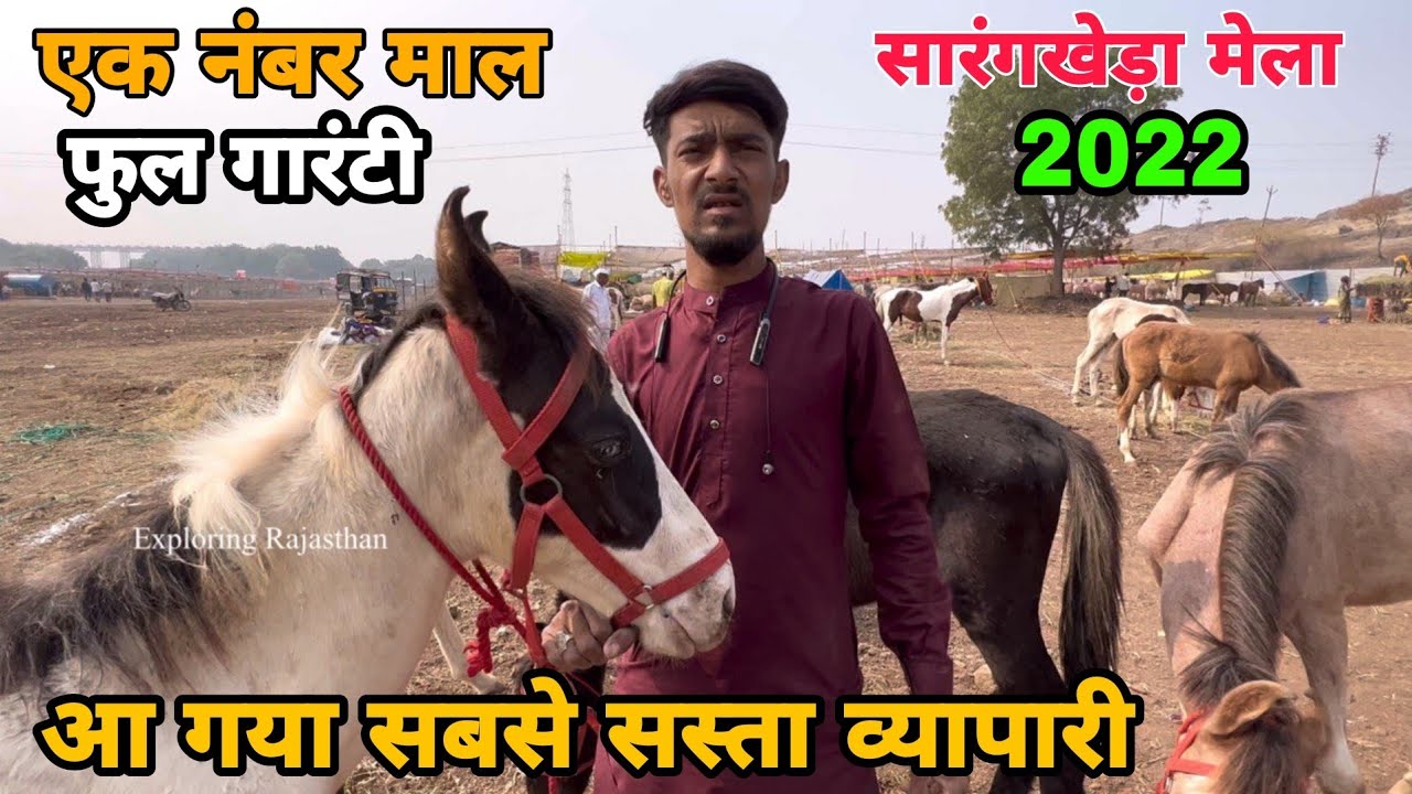 सारंगखेड़ा मेले का सबसे सस्ता व्यापारी ,जावेद भाई लेकर पहुँचा अपने घोड़े सस्ते दामों में