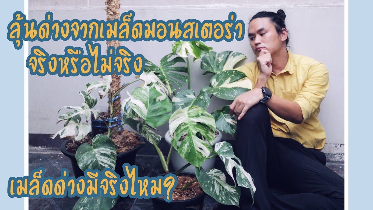 ซื้อเมล็ดมอนสเตอร่ามาลุ้นด่าง ได้ด่างจริงหรือไม่? เมล็ดมอนสเตอร่าด่างมีจริงหรือไม่