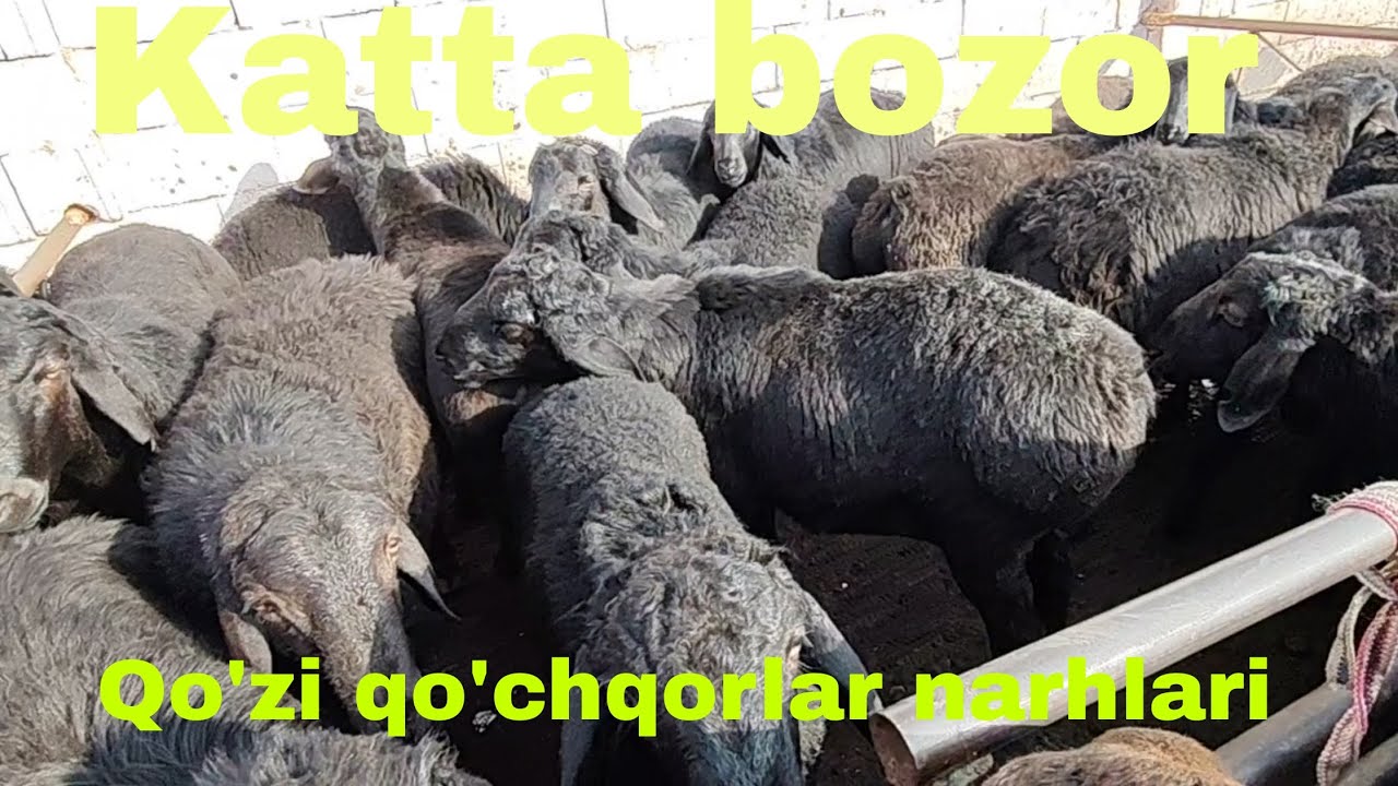 Sardoba tumani qo'y bozori