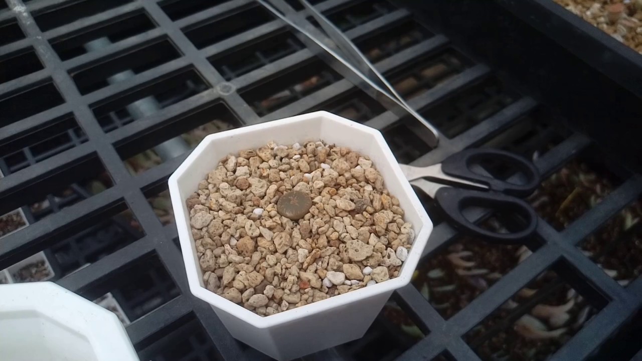 肉銘這摸說170505 -- 石頭玉種植法