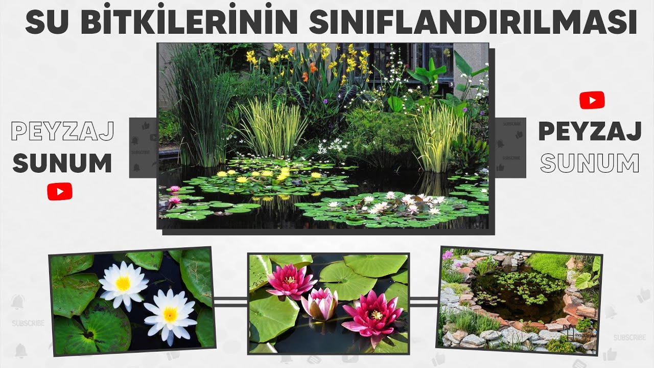 SU BİTKİLERİNİN SINIFLANDIRILMASI VE GENEL ÖZELLİKLERİ