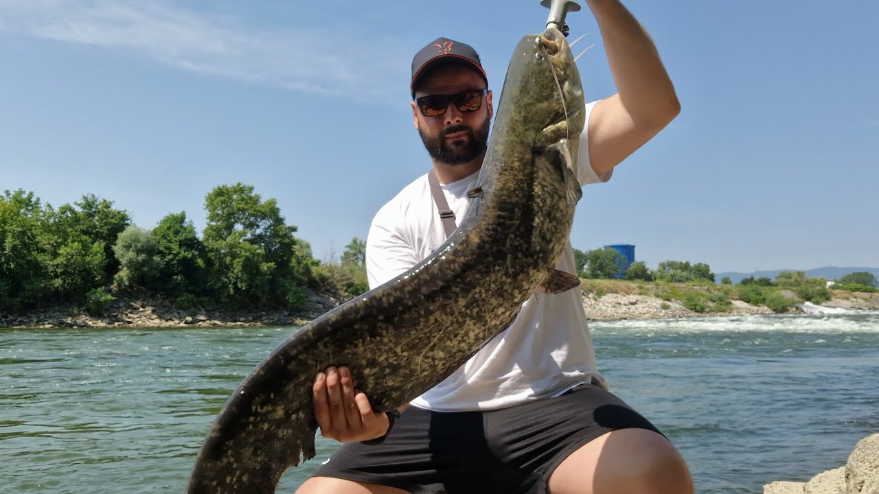 Dva soma (9 i 6kg) i mrena - Sava