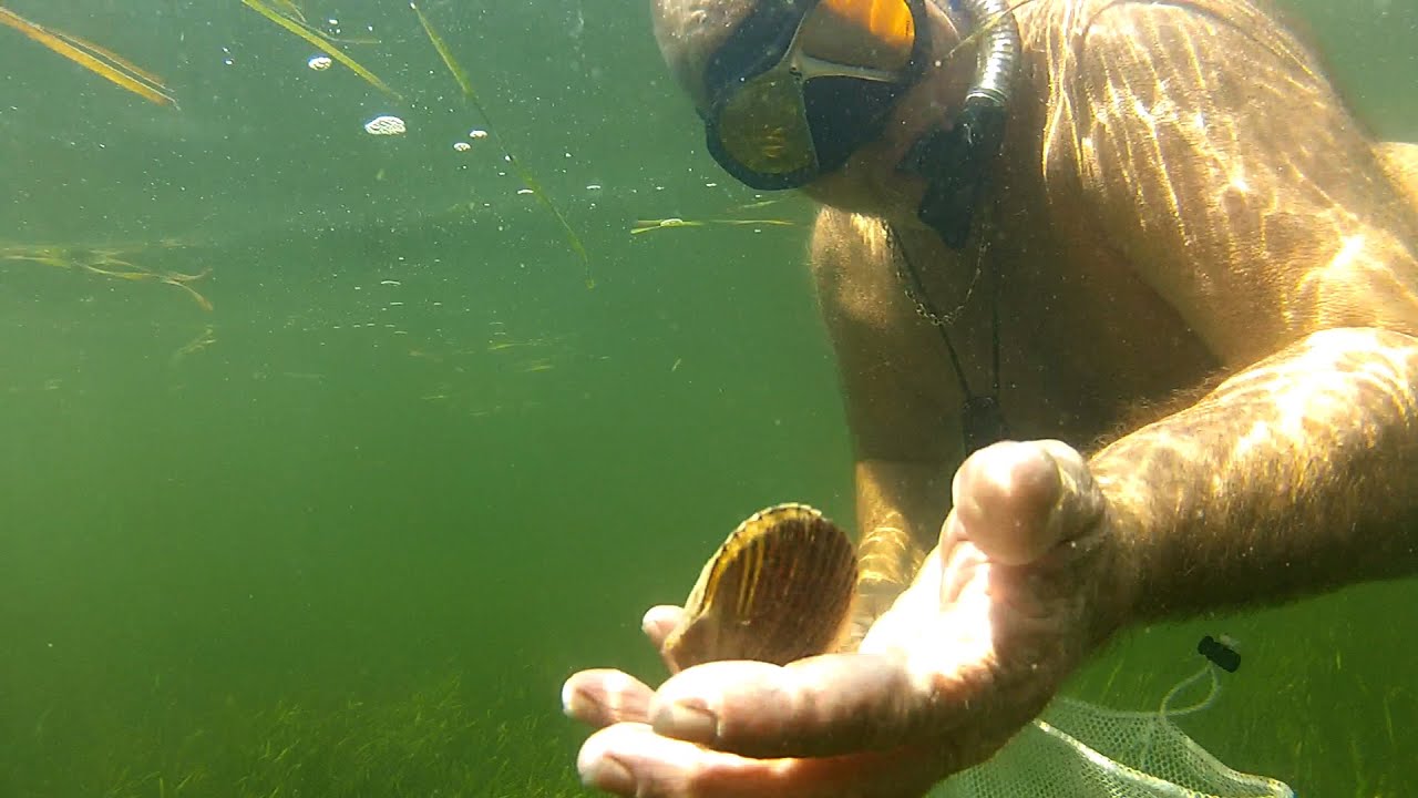 Scalloping Saint Joseph Bay: EcoAdventures North Florida