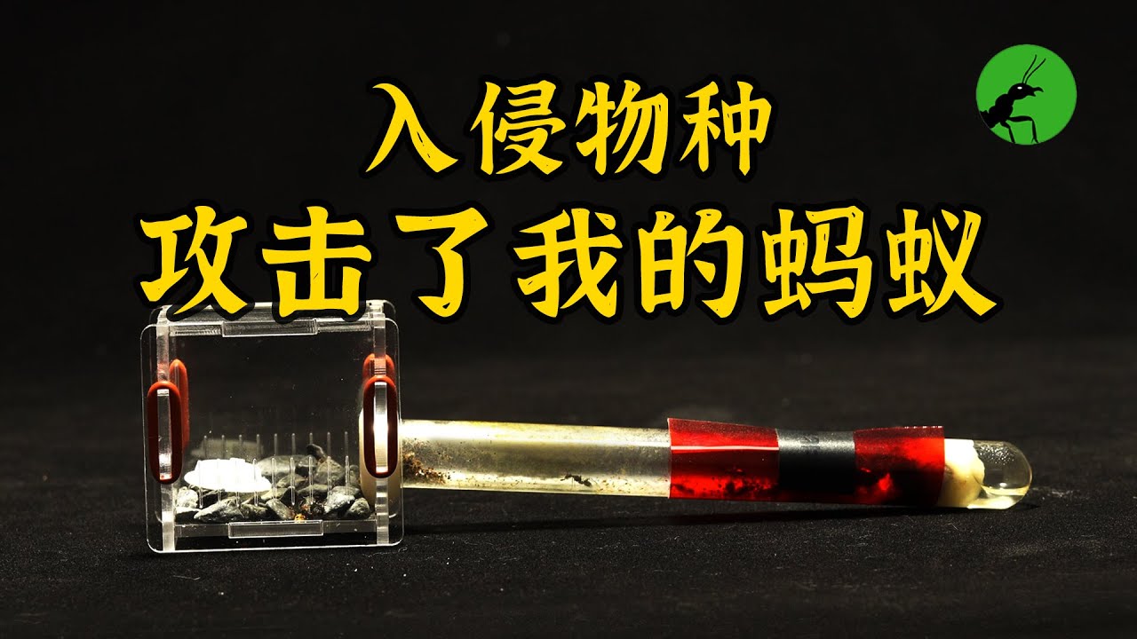 防不胜防！入侵物种攻击了我饲养的蚂蚁，出乎意料的艰难，日本弓背蚁对抗广大头蚁
