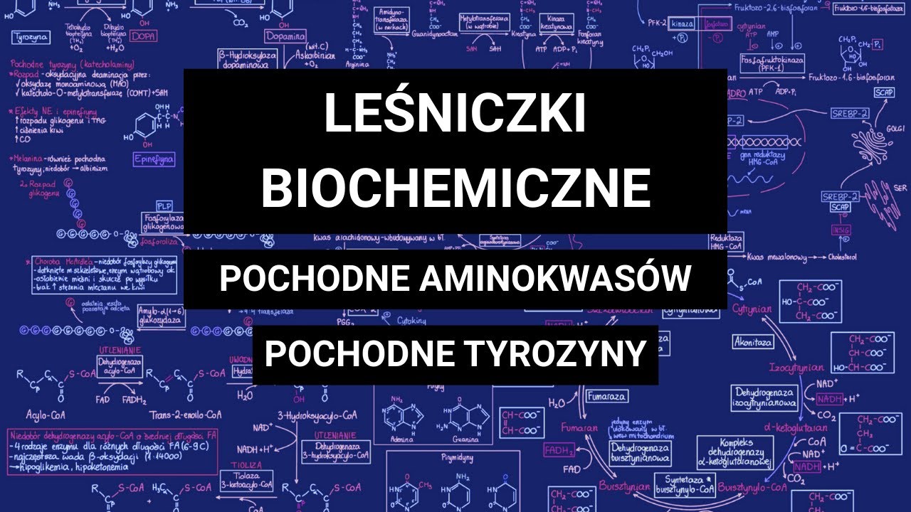 POCHODNE AMINOKWAS&Oacute;W - Pochodne tyrozyny, czyli DOPA, dopamina, norepinefryna i epinefryna