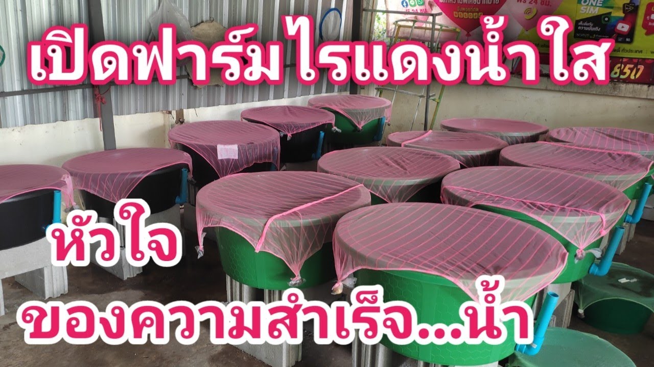 เปิดฟาร์มไรแดงน้ำใสหัวใจของความสำเร็จอยู่ที่คุณภาพน้ำ#Moina Thailand.