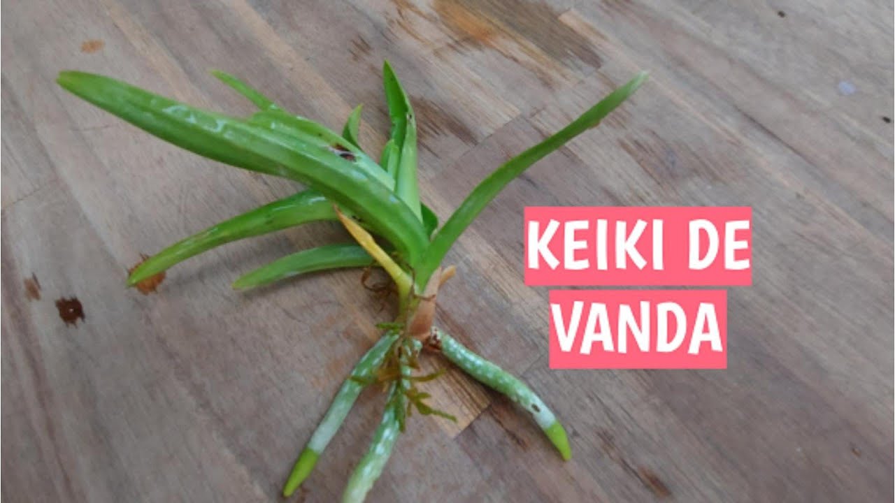KEIKI DE VANDA