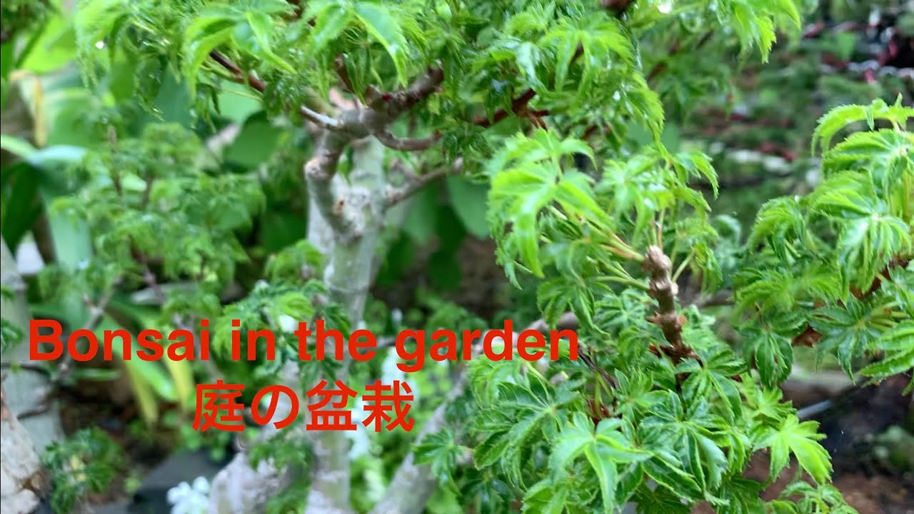 Bonsai in the garden 庭の盆栽