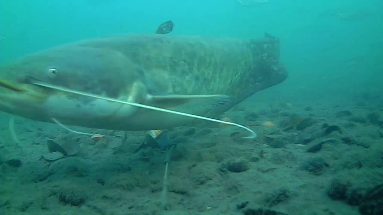 best of pêche rhône camera submersible water wolf