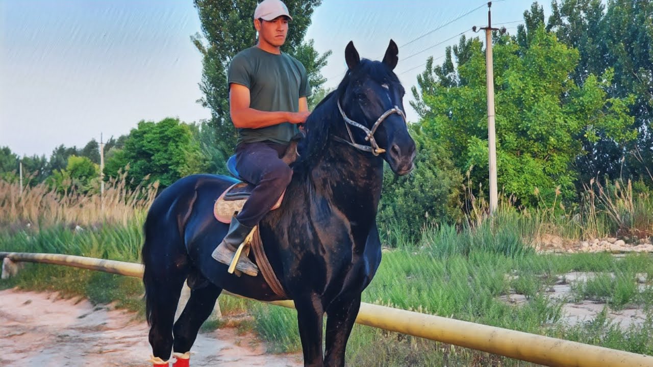ДОСТОНДА КОРА КАШКА ОТ... #Ot #Horse #Rek #New #UzTv #Otbozor