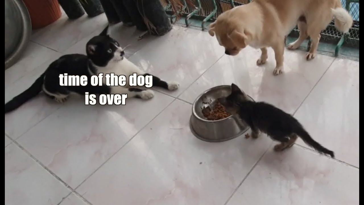 Cats Being Jerks