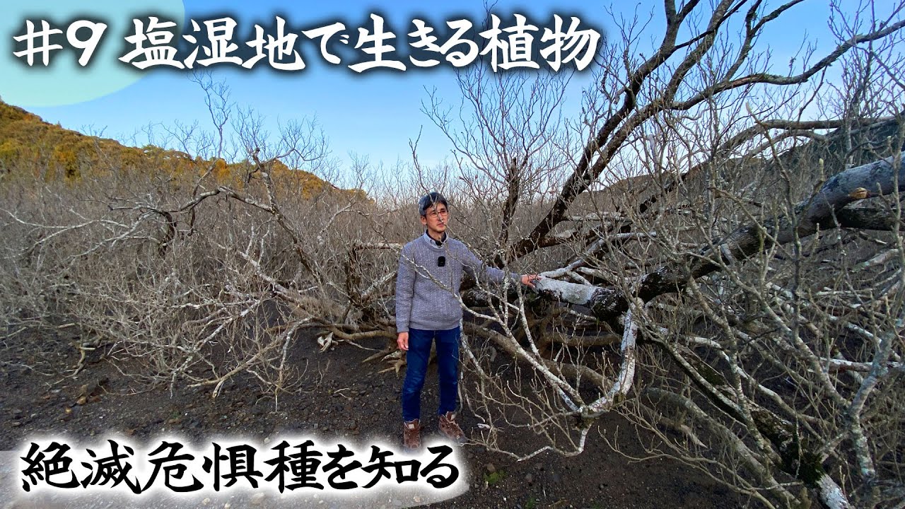 【絶滅危惧種】第9回「群生するハマボウの異質な光景の中で自生する『ハマサジ』『フクド』」【本田高史／ショクナナ植物研究所】