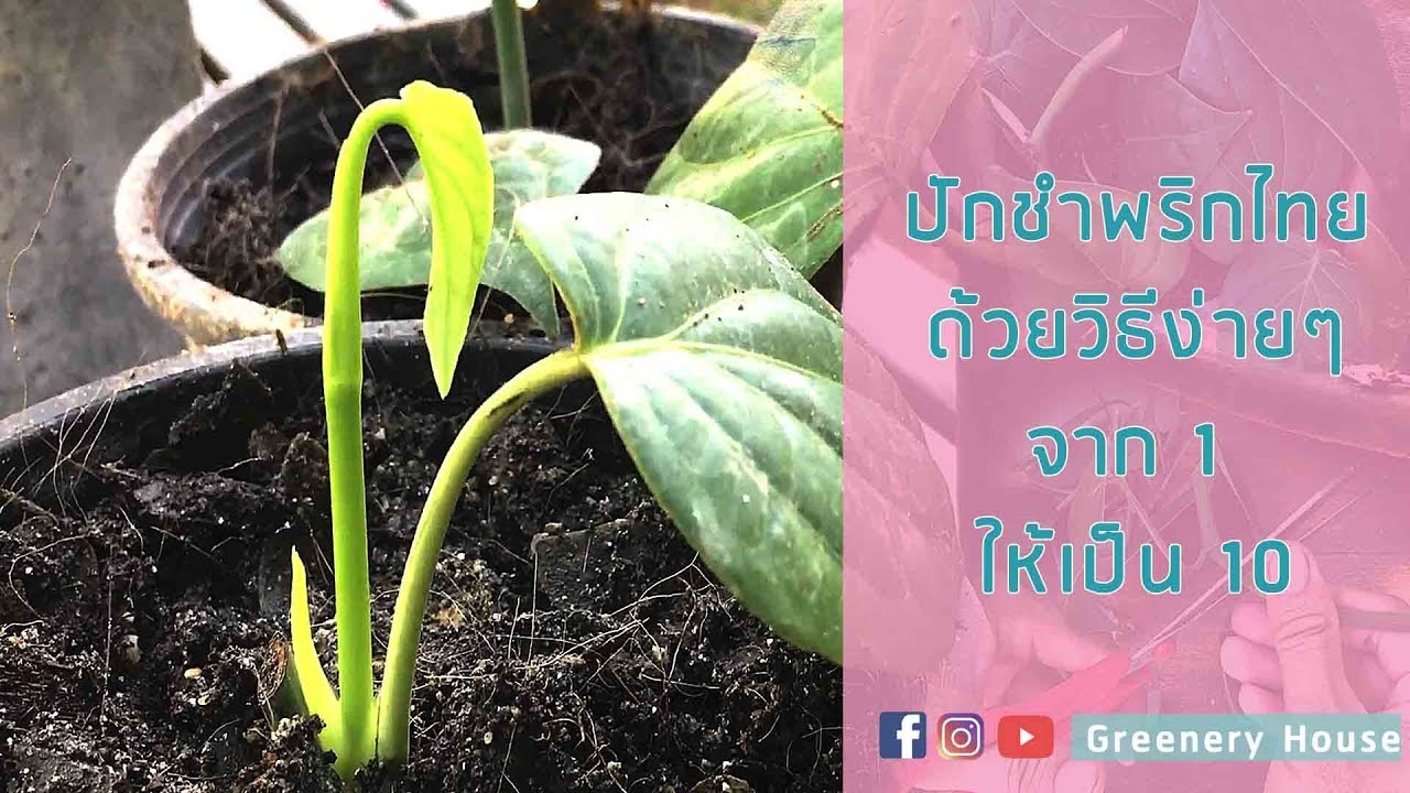 ปักชำกิ่งพริกไทยแบบง่าย จาก 1 ให้กลายเป็น 10