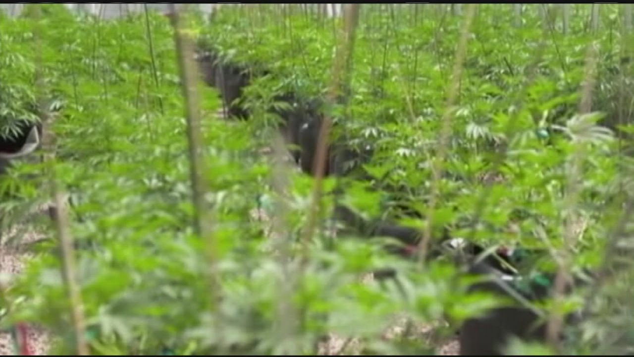 Committee reviewing marijuana law to hold public hearing in West Springfield