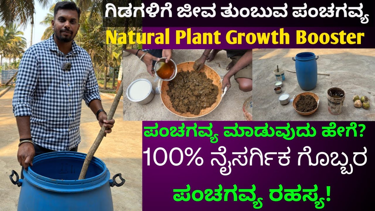 ಪಂಚಗವ್ಯ ಮಾಡುವುದು ಹೇಗೆ?#Natural #Plant #Growth #Booster#youtubevideo @SowmyaVGowda-i1b 